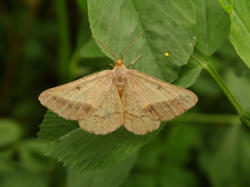 Lepidotteri pista ciclabile Arluno-Boffalora